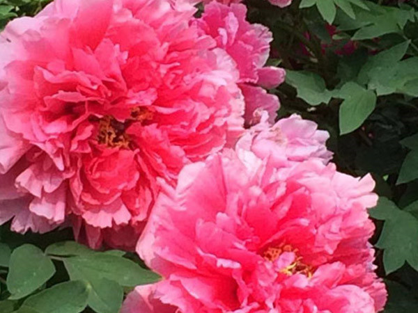 中集jdb电子游戏真诚邀约各界朋侪来洛阳指导旅行